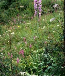 ​假百合是一种怎样的植物