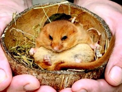 ​懒人养宠物，养睡鼠是不错的选择，它半年时间在睡觉