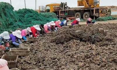 ​新春走基层·返乡见闻丨乳山牡蛎，一个产业的升级传奇