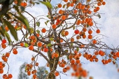 ​为什么院落里不能栽柿子树？院子里有柿子树的注意下