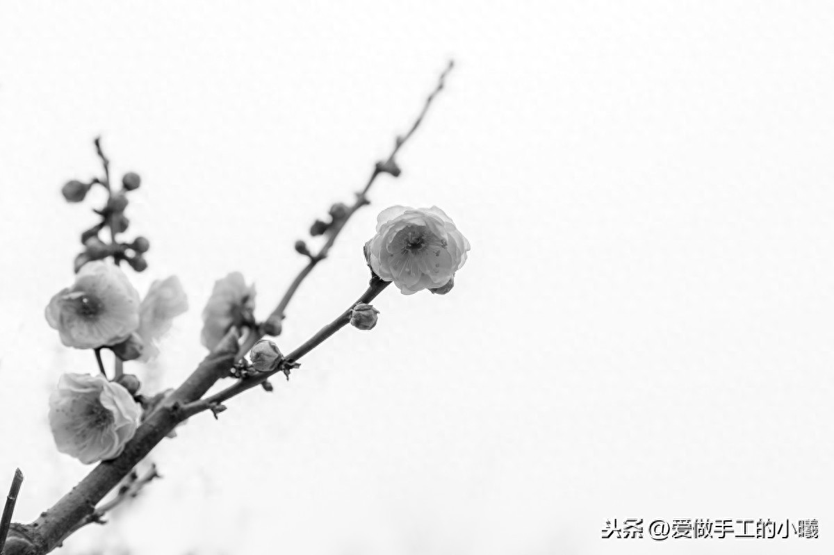 梅花图片欣赏，梅花香自苦寒开