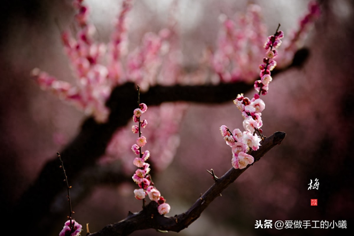 梅花图片欣赏，梅花香自苦寒开