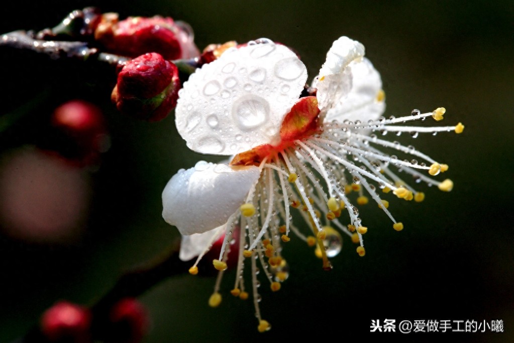 梅花图片欣赏，梅花香自苦寒开