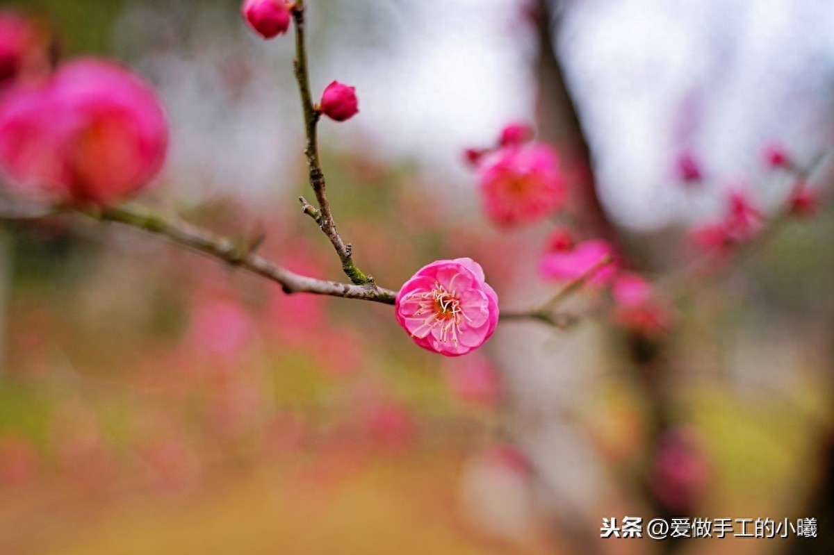 梅花图片欣赏，梅花香自苦寒开