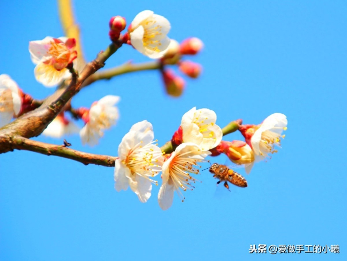 梅花图片欣赏，梅花香自苦寒开