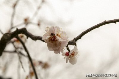 ​梅花图片欣赏，梅花香自苦寒开