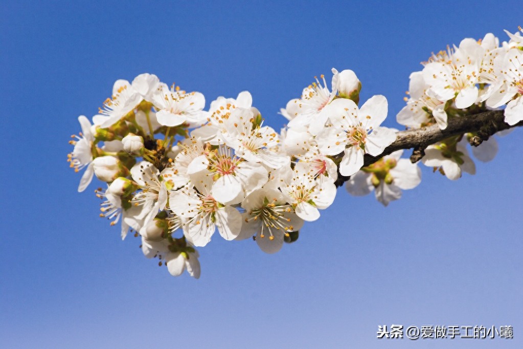 梅花图片欣赏，梅花香自苦寒开