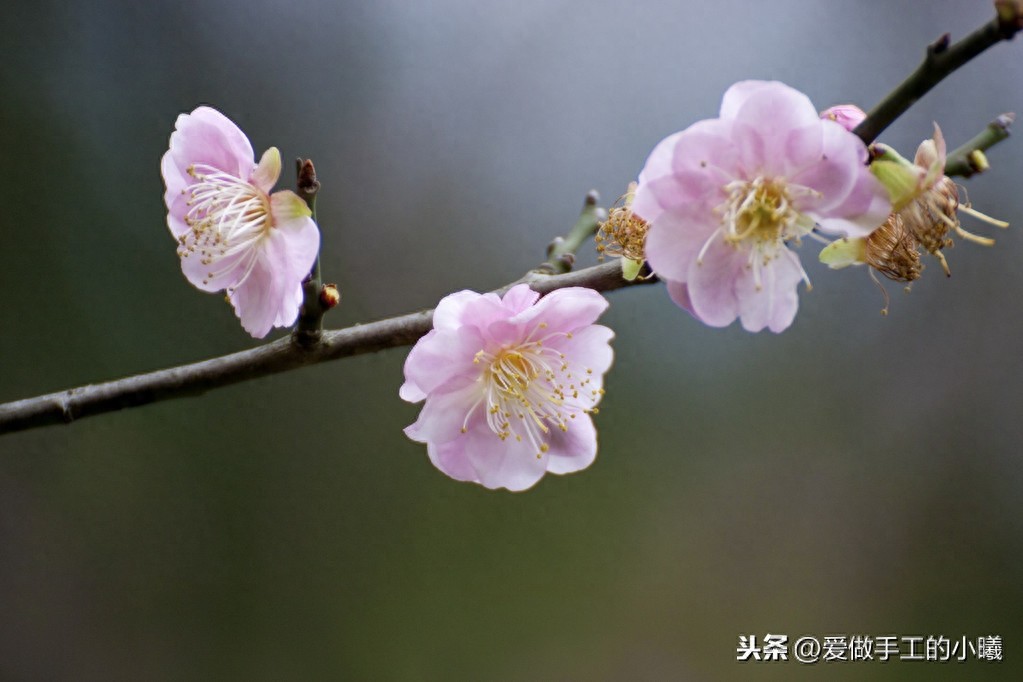 梅花图片欣赏，梅花香自苦寒开