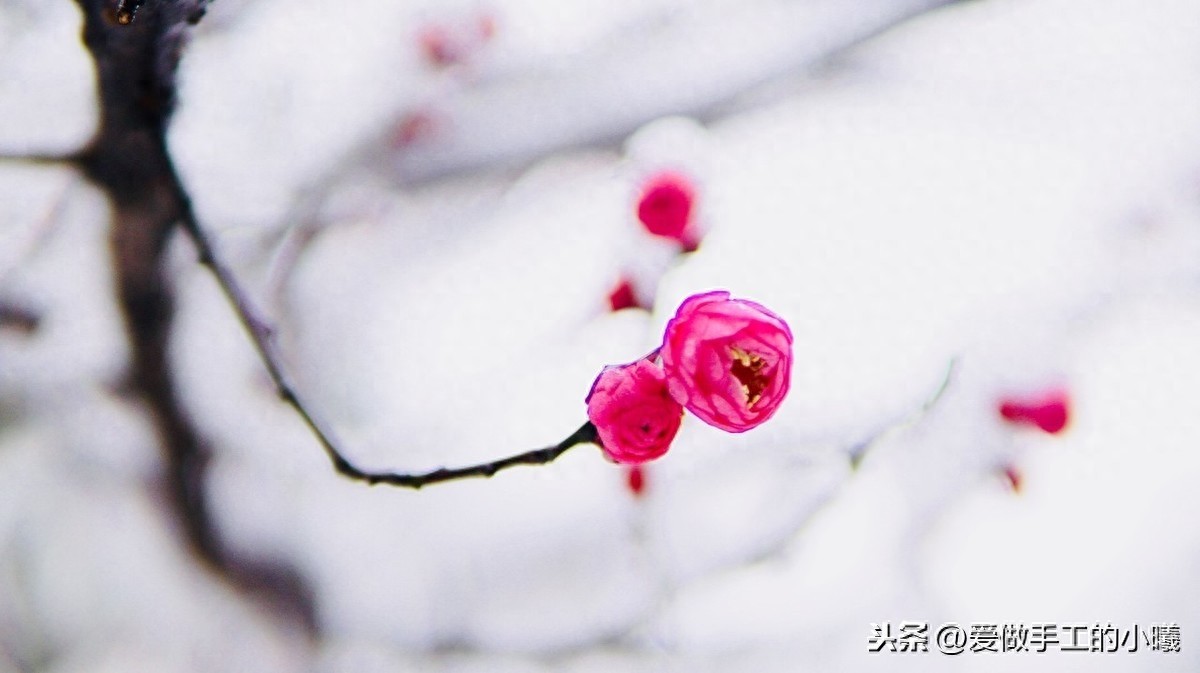 梅花图片欣赏，梅花香自苦寒开