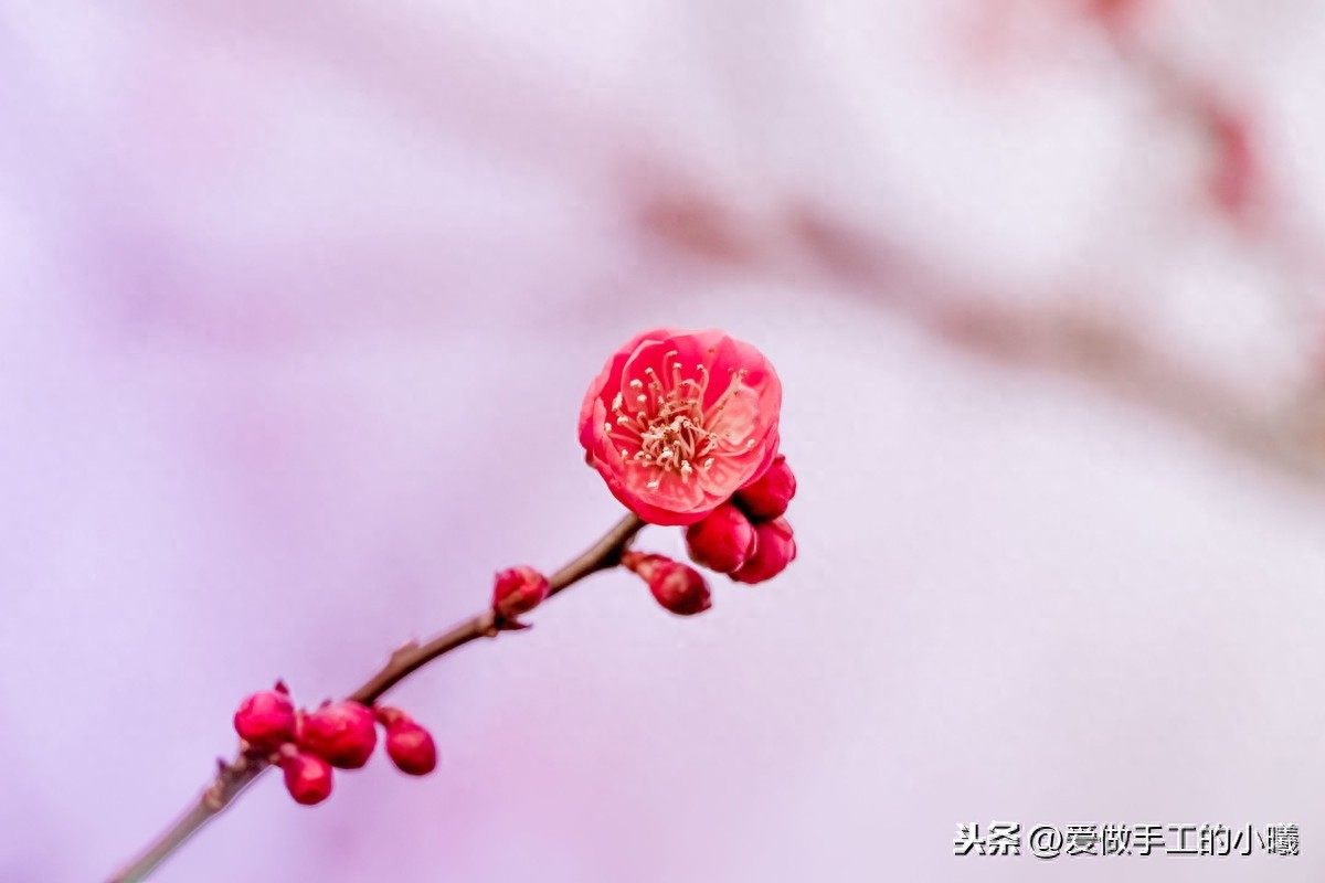 梅花图片欣赏，梅花香自苦寒开