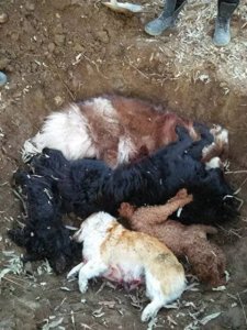 ​狗狗“离世”后能不能埋？其实“埋狗”有忌讳、有依据！