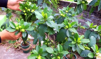 ​满头花苞的“栀子花”，迟迟不开花？“猫腻”在这里