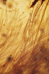 ​琥珀中的恐龙尾巴化石发现记