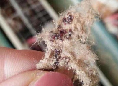 ​“鸡虱病”，小鸡虱，大危害，用这些办法，让鸡虱远离鸡群