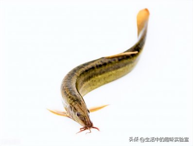 ​为何禁止使用泥鳅钓鱼？难道只是因为效果太好？