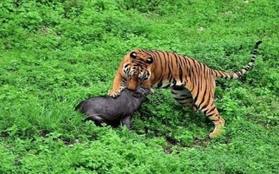 ​江西出现野生华南虎，此前被证实已经灭绝，野生华南虎还活着吗？