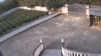 ​26张罕见的生物照片：没有童年的青蛙，犹如地狱生物的烟管蠕虫