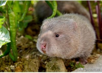 ​农村竹林竹鼠每天有人去抓，市场上看不到卖，养殖的滞销，啥原因