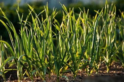 ​大蒜种植指南：2种方法助你轻松种出饱满大蒜