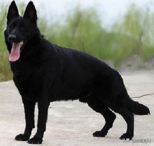 ​三种德国牧羊犬，在你心中更喜欢哪种？