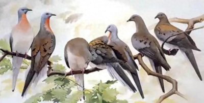 ​可悲：渡渡鸟因肉质鲜美被人类吃灭绝，从上亿只到灭绝，仅用百年