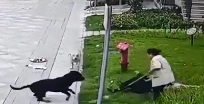 ​罗威纳犬舍惊人内幕曝光！董事长发声震撼网友！