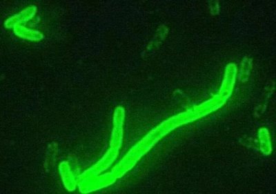 ​“鼠疫斗士”伍连德