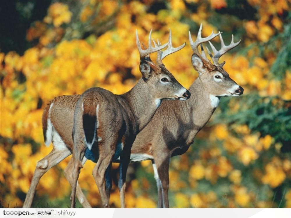 已经消失七千多年的爱尔兰大角鹿为何突然复活,是奇迹还是炒作?