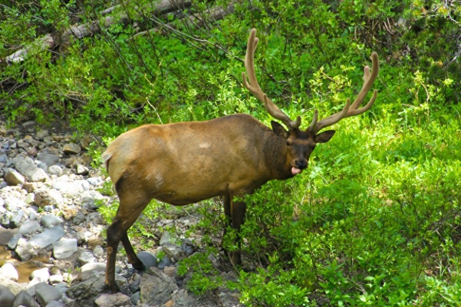 已经消失七千多年的爱尔兰大角鹿为何突然复活,是奇迹还是炒作?