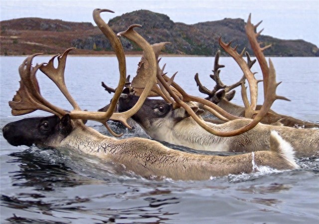 已经消失七千多年的爱尔兰大角鹿为何突然复活,是奇迹还是炒作?