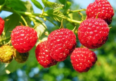 ​农村那些好吃的野果，吃过3种才敢说是农村人，看看你吃过几种？