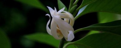 ​怎么养黄角兰