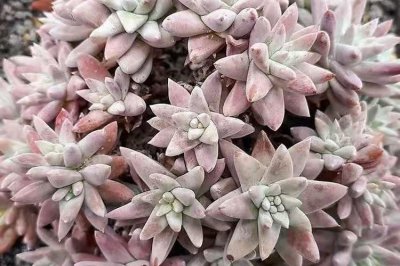 ​白菊多肉的养殖方法？学会3点，养好白菊多肉一点都不难