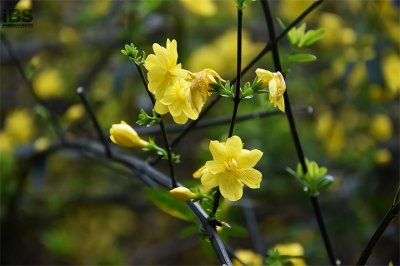 ​四月英语怎么说？四月的相关英语