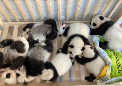 ​秦岭大熊猫研究中心人工繁育大熊猫种群数量达49只