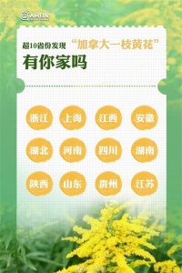 ​加拿大一枝黄花频现，它长啥样？见到它该怎么做？