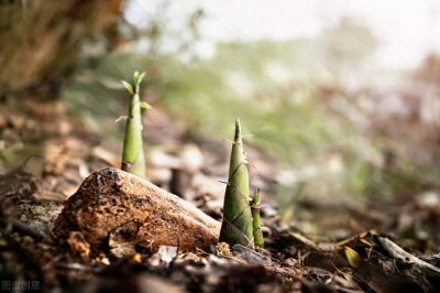 ​新鲜的笋子如何变成干笋的呢，干笋简易制作方法：
