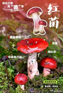 ​一组海报认识8种常见野生菌