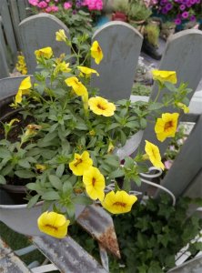 ​这10种植物，你认识几种？