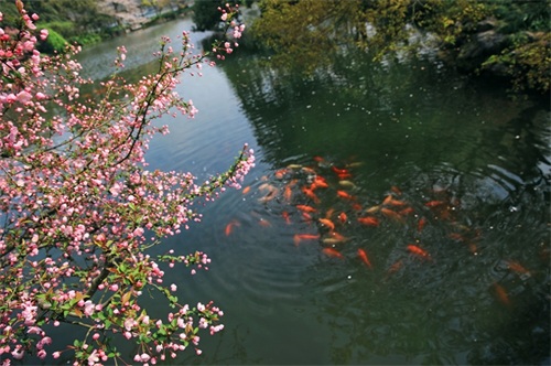 花港观鱼是由花、港、鱼为特色的风景点，也是西湖十景之一
