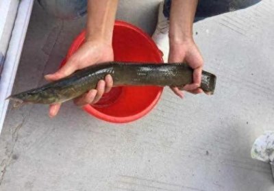 ​农村一种淡水鱼刀鳅鱼，背上带刺，市场卖60元一斤，为何...