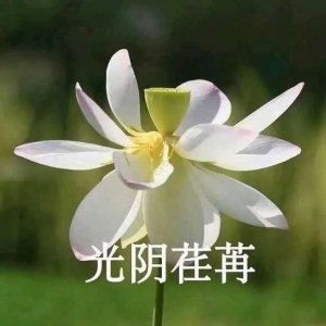 ​荷花头像‖班主任同款