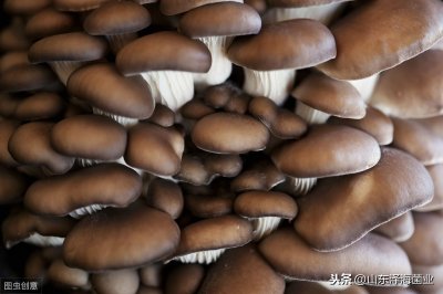 ​菌种的分类及用途（食用菌常识）