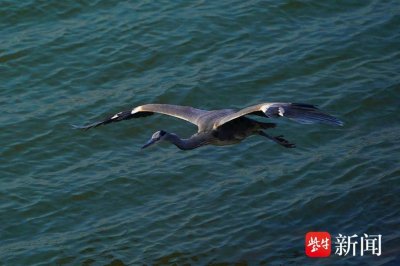 ​南京秦淮河口处，苍鹭翩翩起舞尽显生态之美