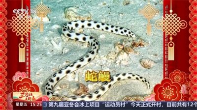 ​蛇蜻蜓、蛇鹫、蛇颈龙……这些动物叫“蛇”不是蛇