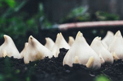 ​郁金香种植与养护指南