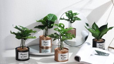 ​橡皮树养护秘籍大公开 | 新手必备