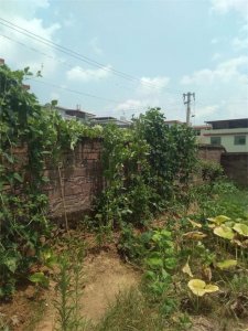 ​福建农村一种常见却不为人熟知的作物：脚板薯