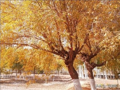 ​随拍，美丽的塔里木大学，金色阿拉尔