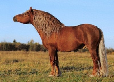 ​聊聊那Soviet Heavy Draft苏维埃重挽马